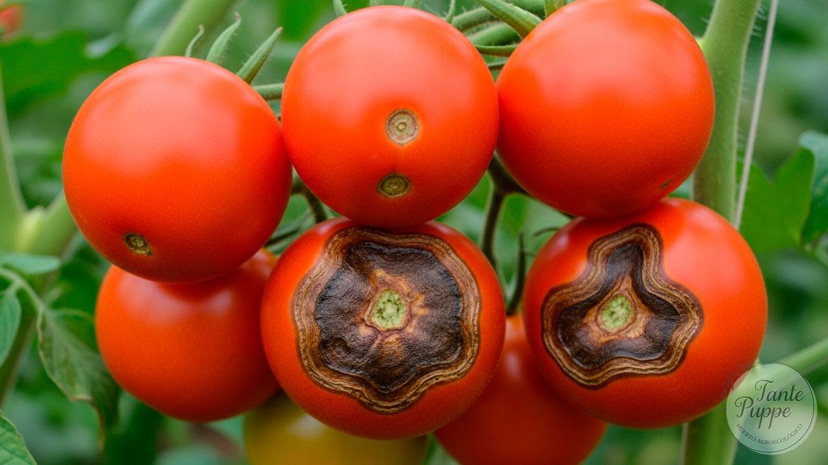 Tomate rojo con mancha negra en la base por pudrición apical debido a falta de calcio.