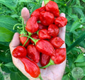 Ají Strawberry