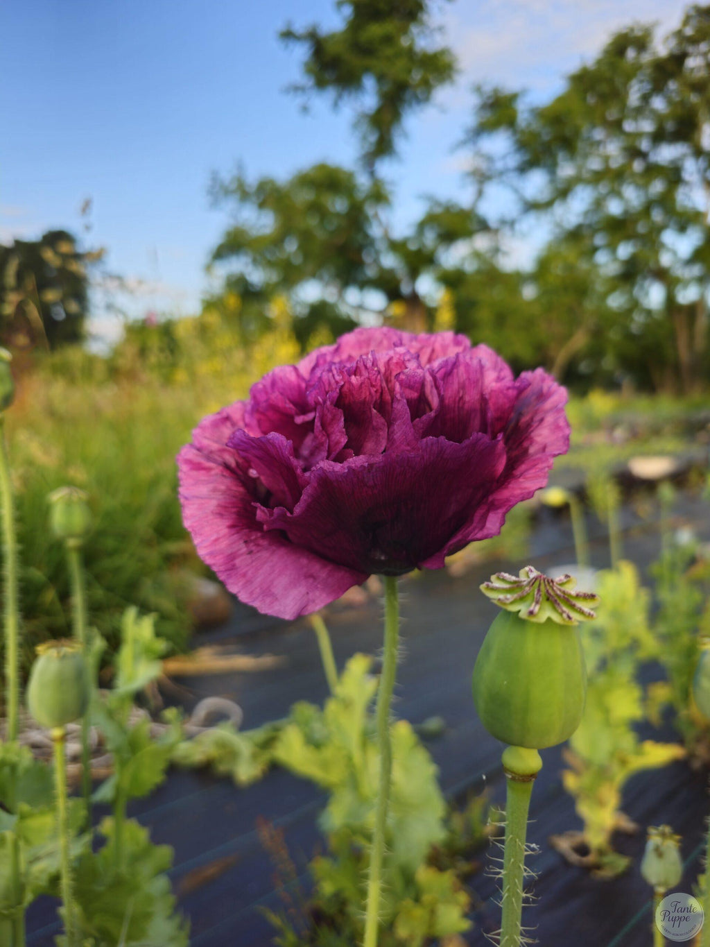 Amapola morada peonía