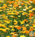 Caléndulas mix