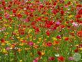 Amapolas Mix variedades