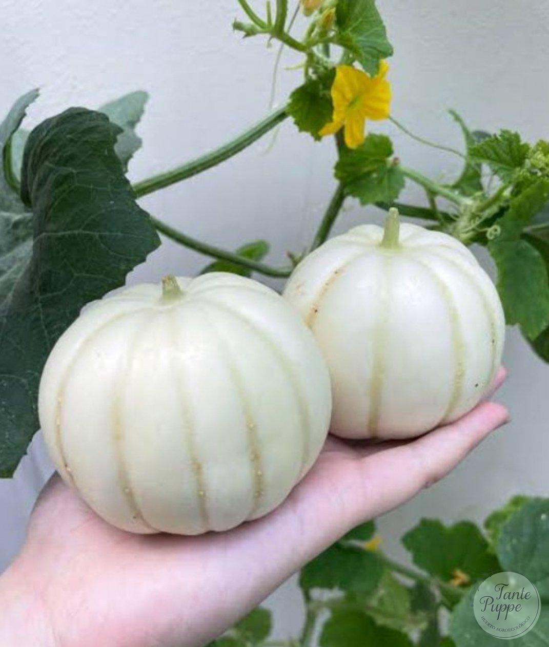 Melón Kiku