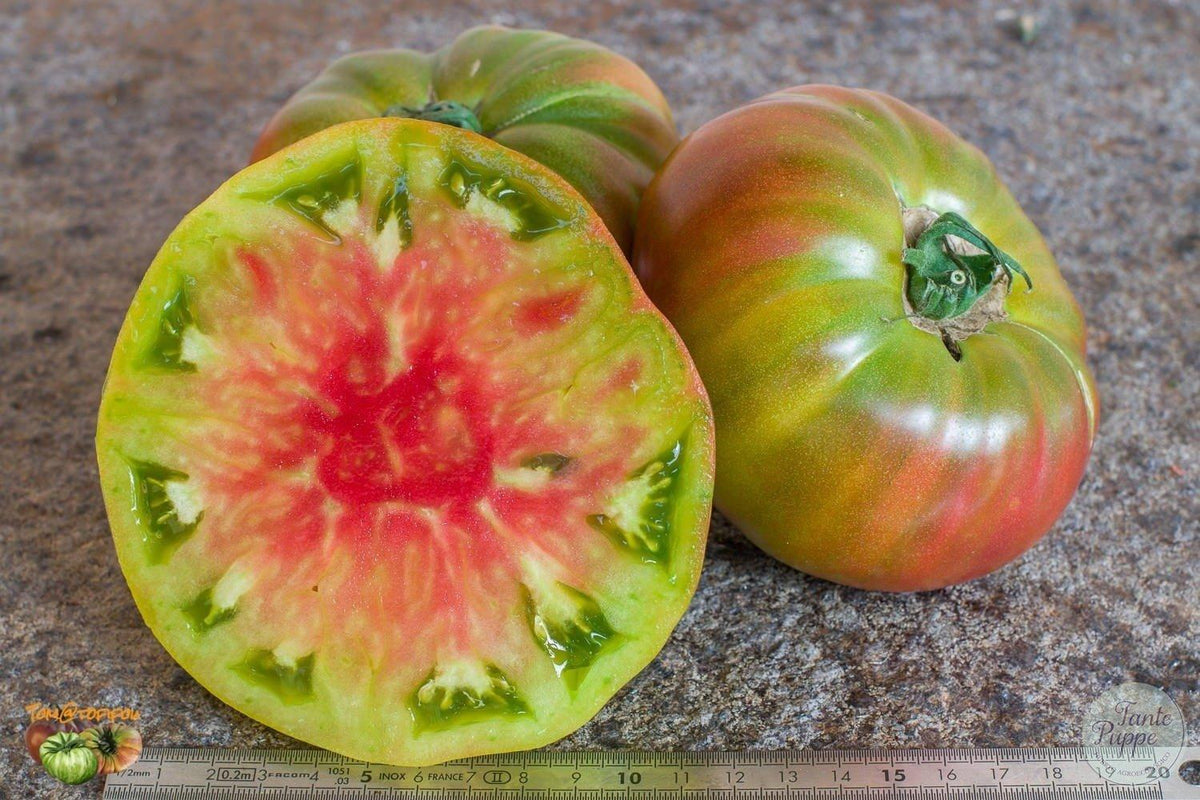 Tomate Ananas noire