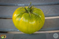 Tomate Bolotto Pantano