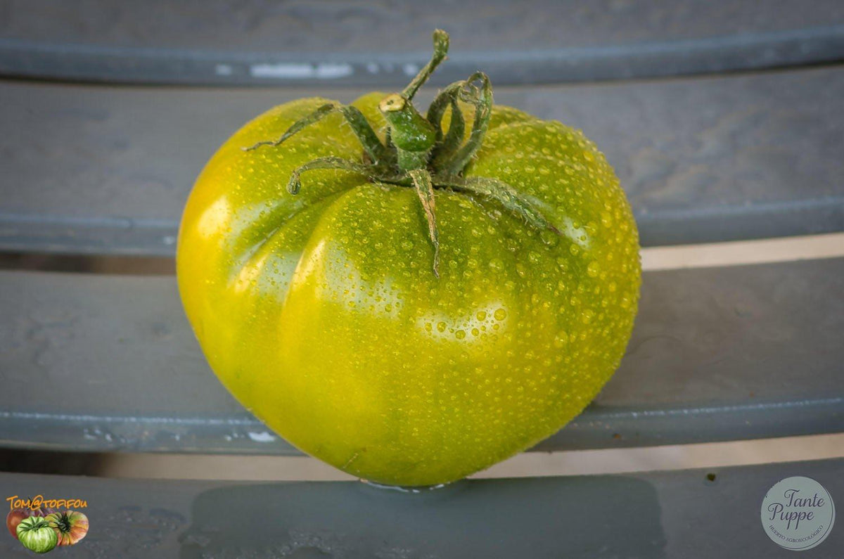 Tomate Bolotto Pantano