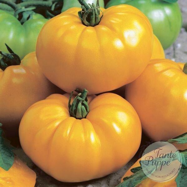 Tomate Gazzi Ribbed