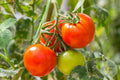 Tomate Marion