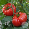 Tomate Super Marmande