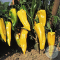 Pimiento Ramiro amarillo