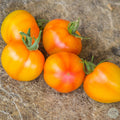 Tomate Dean´s Haley´s rainbow Variegado