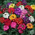 Verbena mix