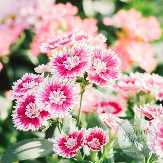 Clavelina – Clavel del poeta