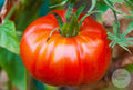 Tomate Abe Lincoln