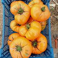 Tomate Amana