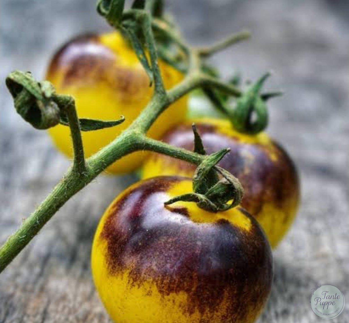 Tomate Bosque  Blue bumblebee