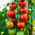 Tomate Chadwick Cherry
