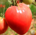 Tomate Corazón de águila