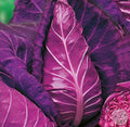 Repollo Kalibos – Corazón de buey morado.