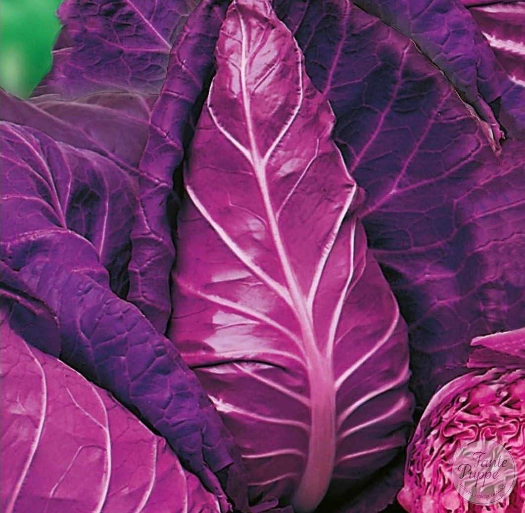 Repollo Kalibos – Corazón de buey morado.