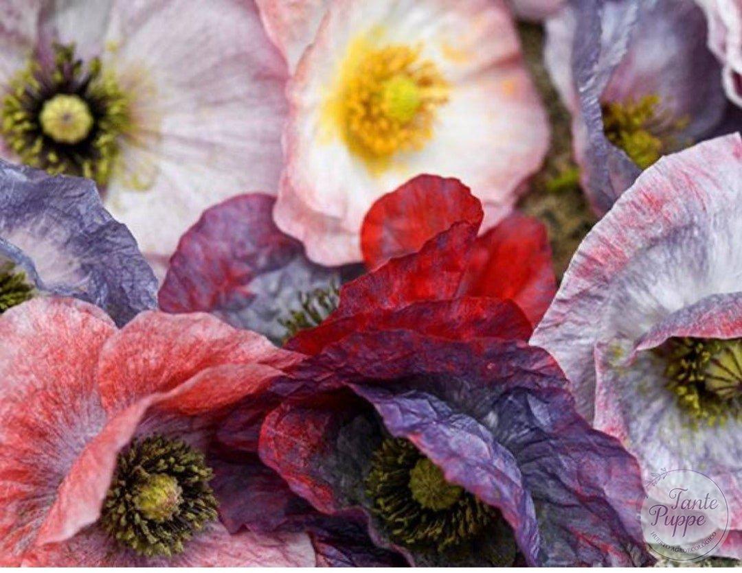 Amapola Mother of pearl