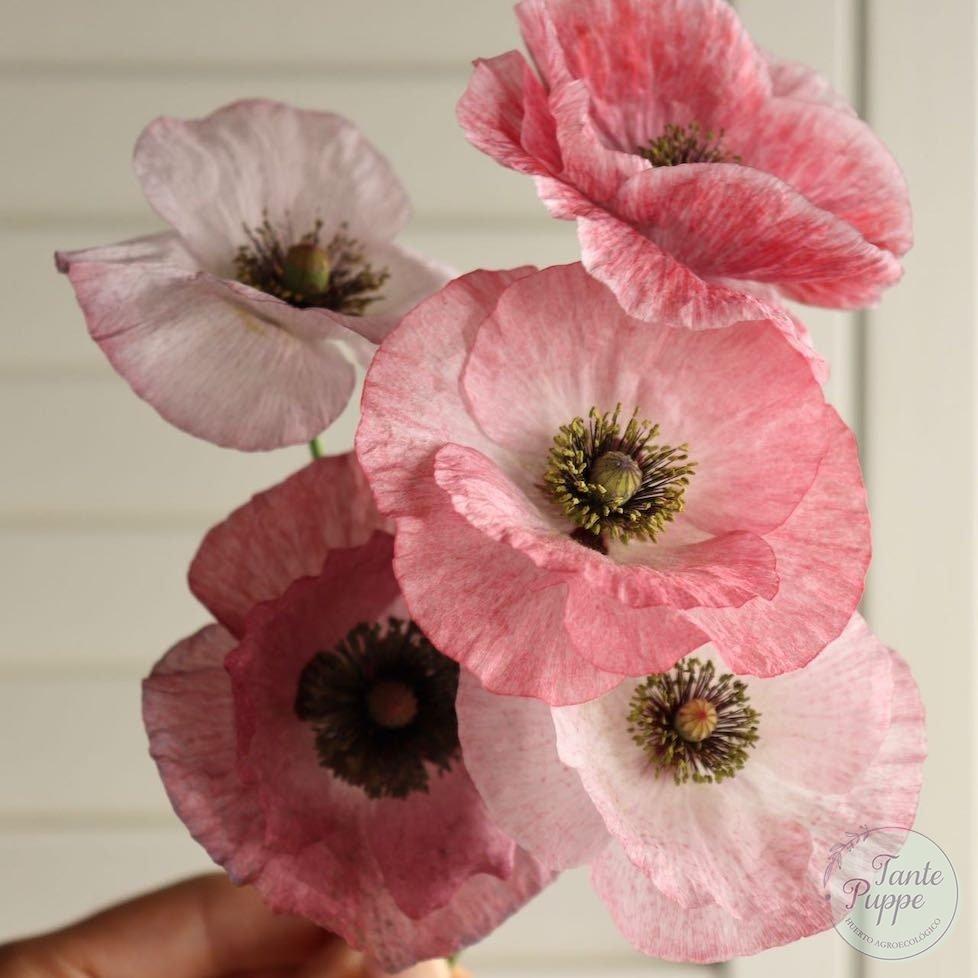 Amapola Mother of pearl