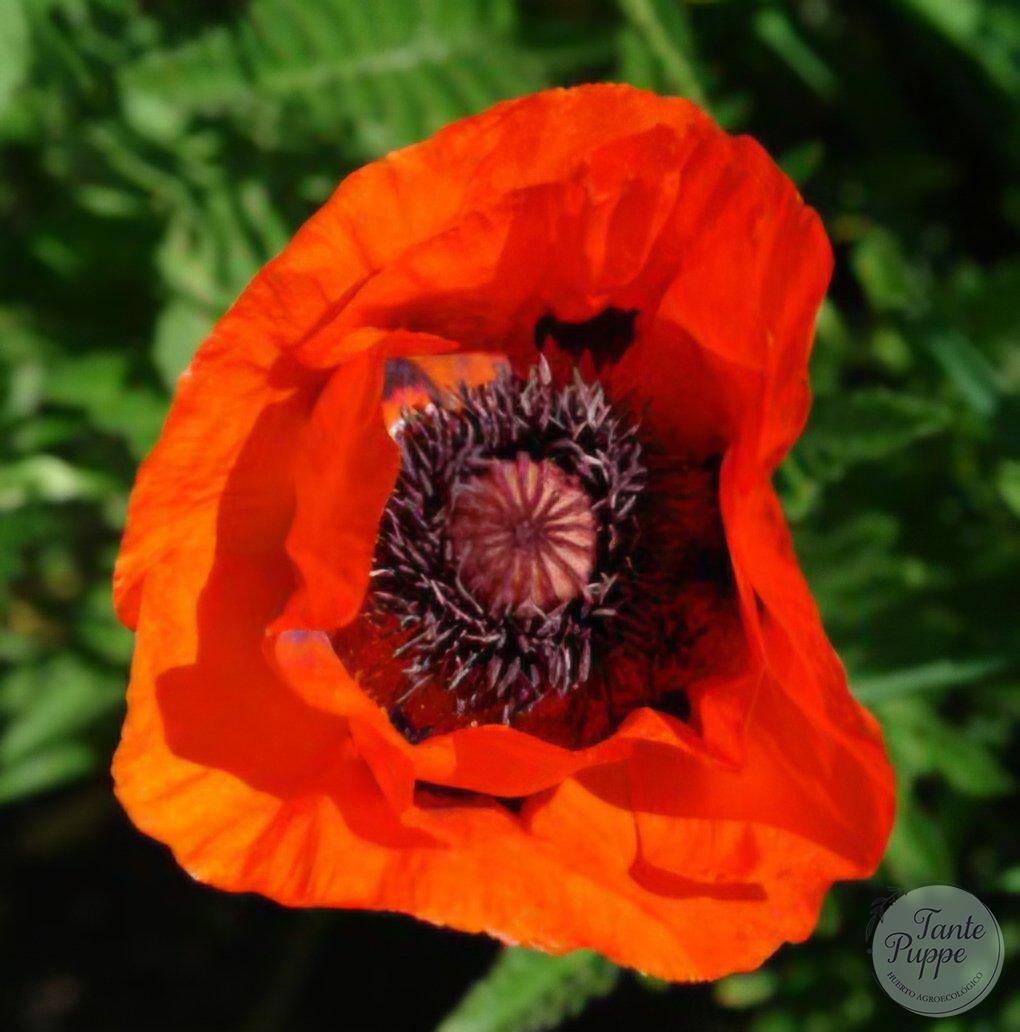 Amapola Turca naranja perenne