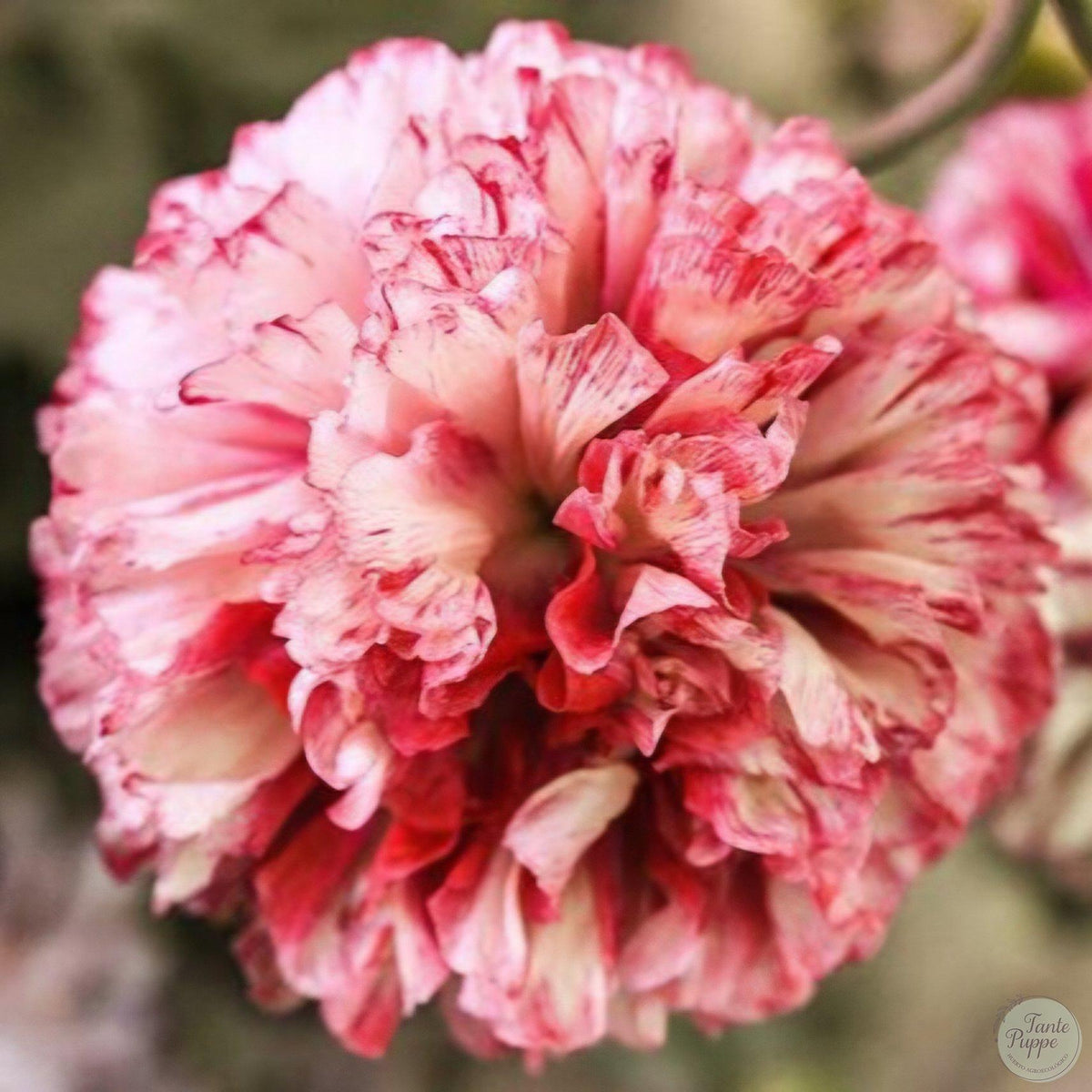 Amapola Flemish antique