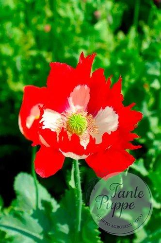Amapola Victoria Cross.