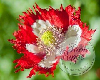 Amapola Victoria Cross.