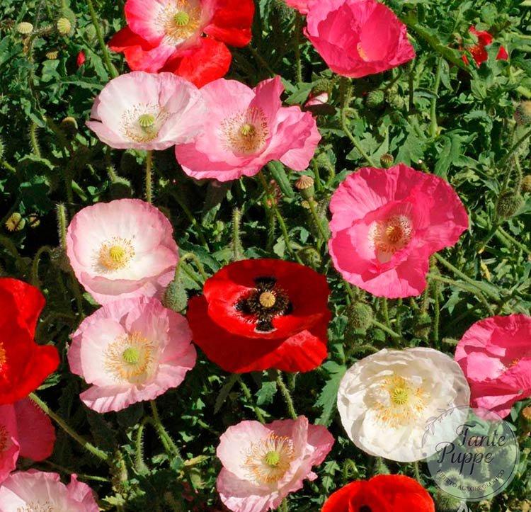 Amapola Rhoeas mix