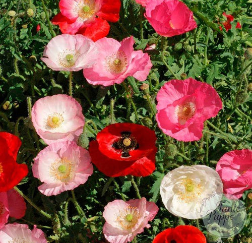 Amapola Rhoeas mix