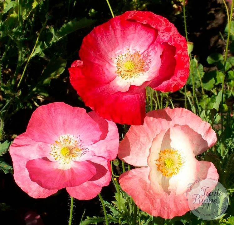 Amapola Rhoeas mix
