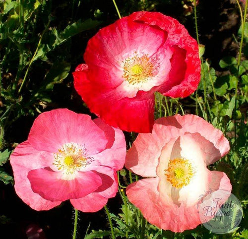 Amapola Rhoeas mix