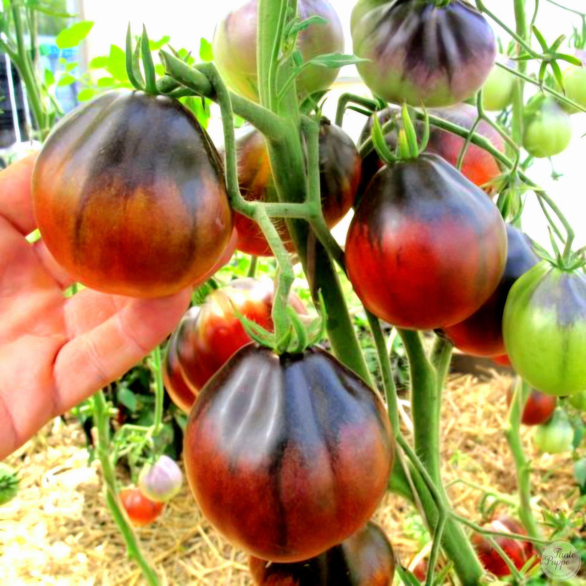 Tomate Corazón rojo y azul