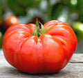 Tomate Coustralee