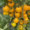 Tomate Oro