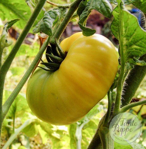 Tomate Mr Snow