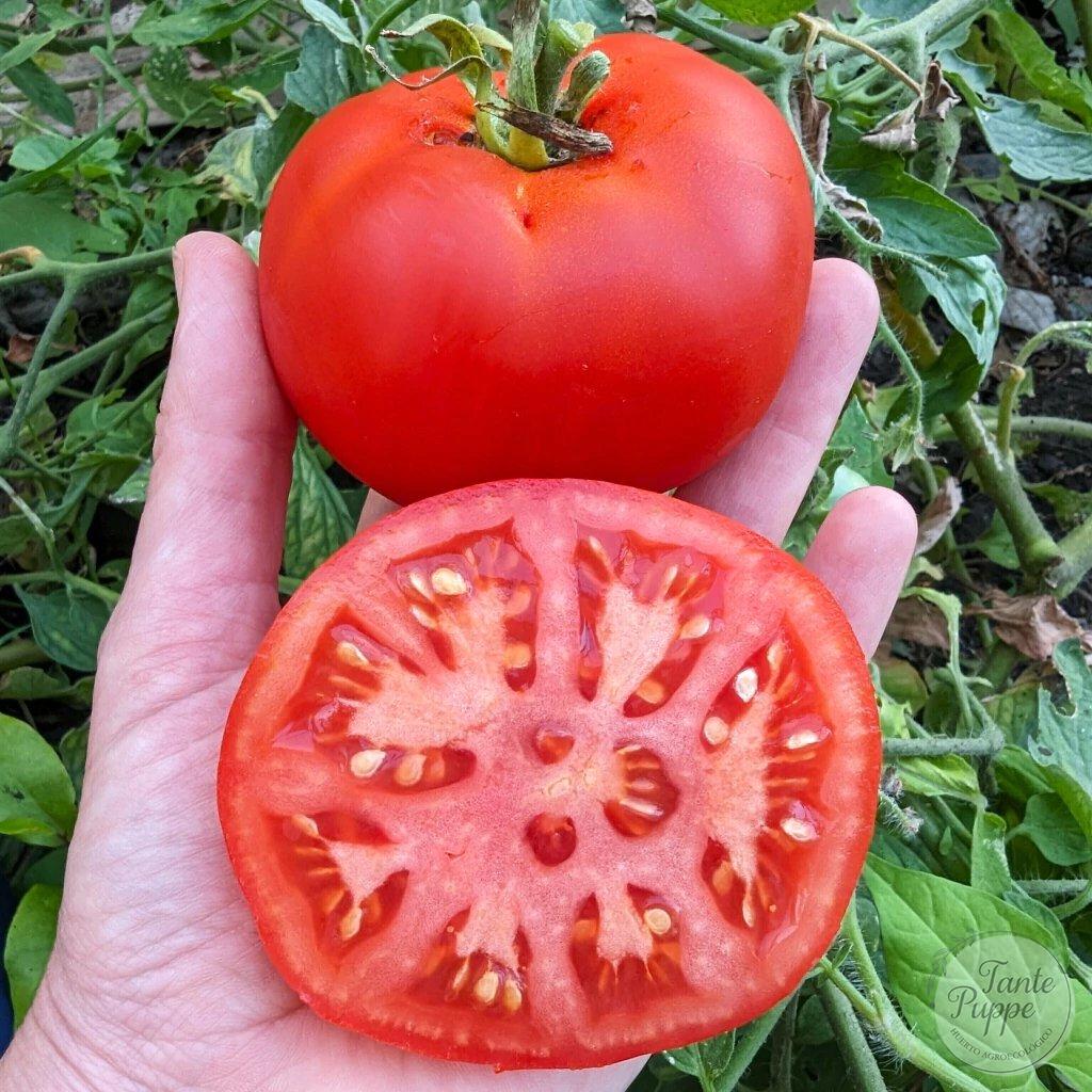 Tomate Mongolian
