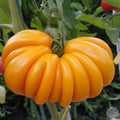 Tomate Beauty Lotteringa Orange