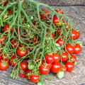 Tomate Dwarf geranium kiss multiflora
