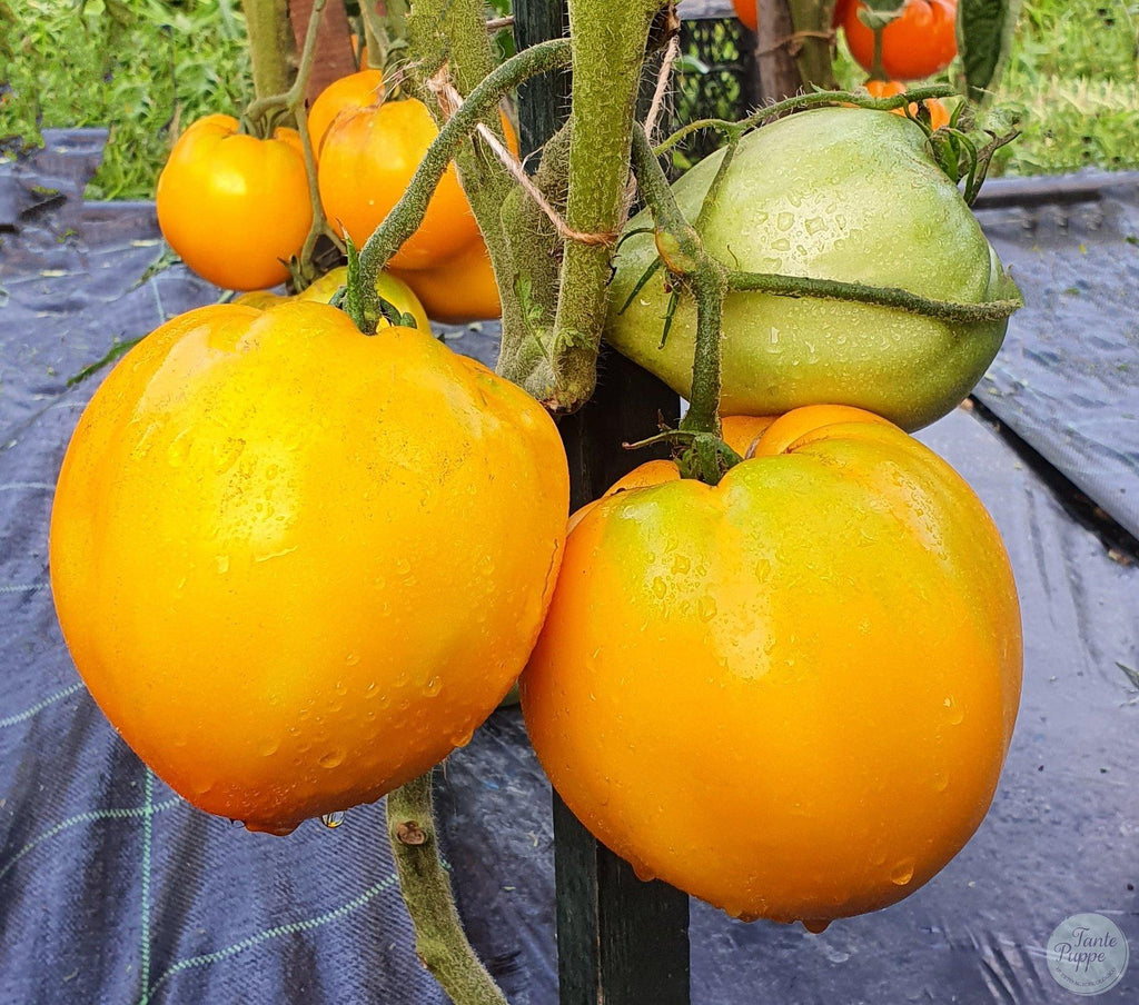 Tomate Golden King of Siberia