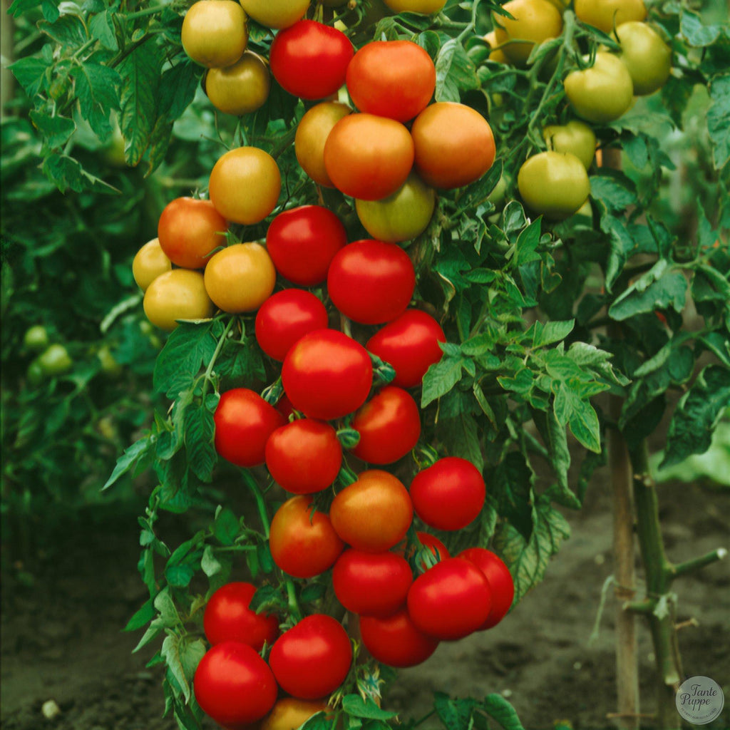 Tomate Moneymaker