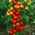 Tomate Moneymaker