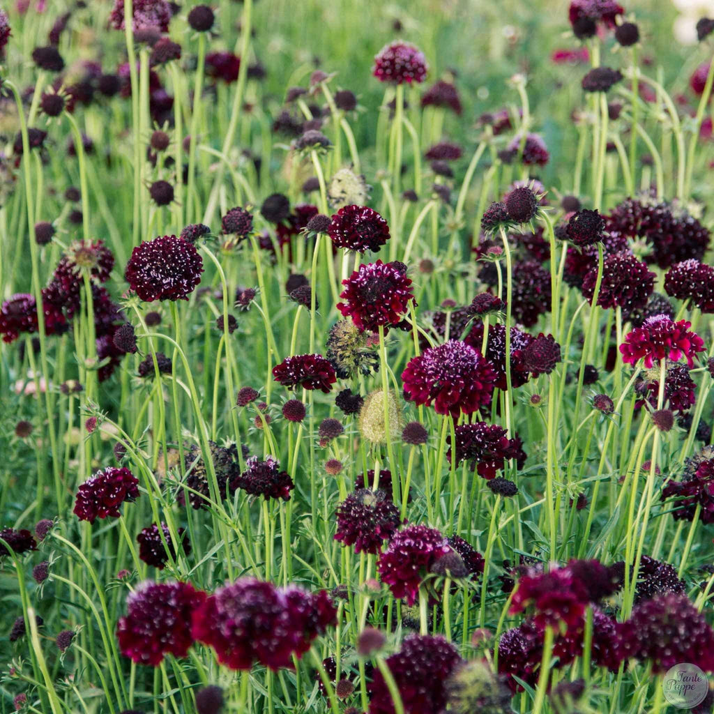 Escabiosa Burdeo