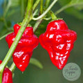Ají Habanero Tasmanian