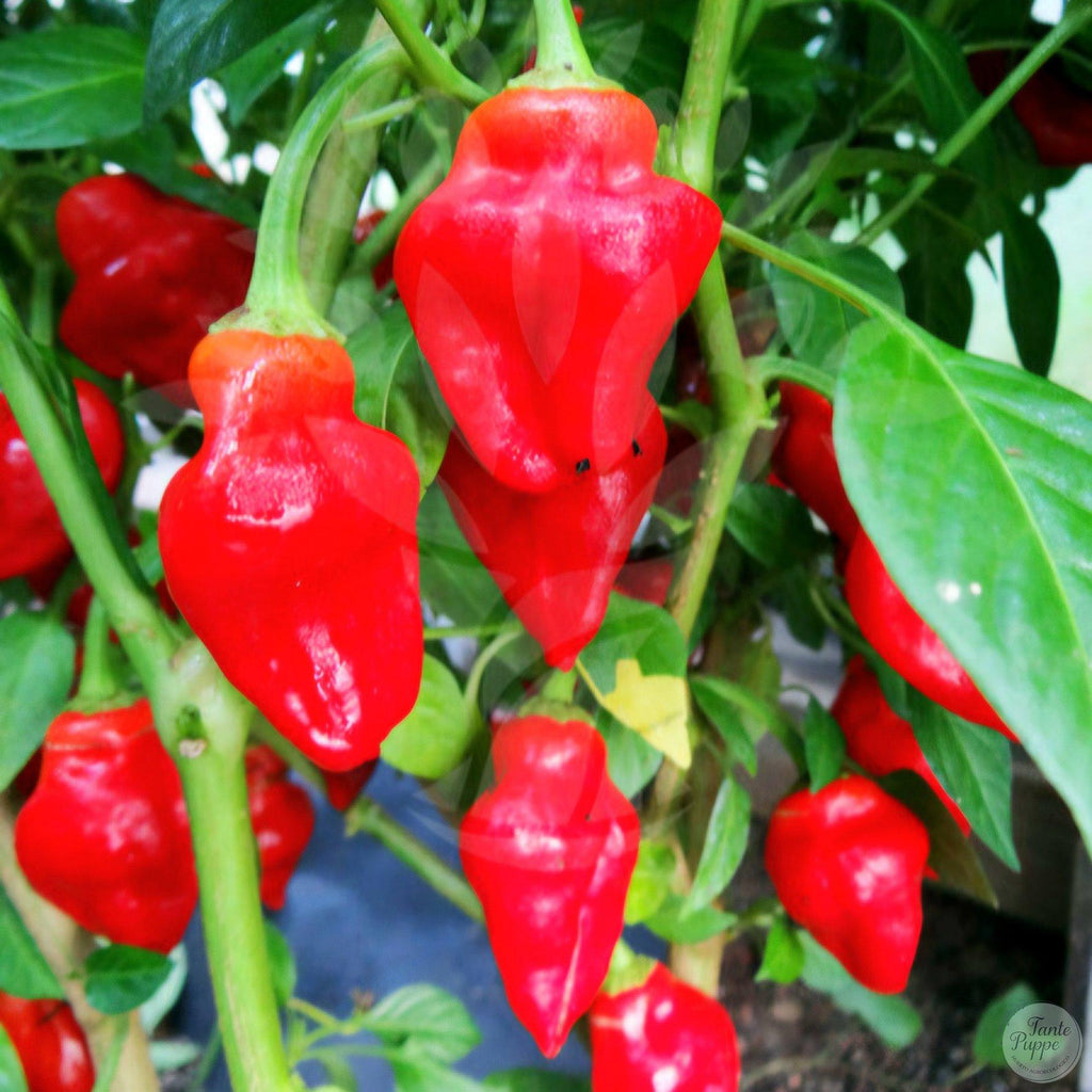 Ají Habanero Tasmanian