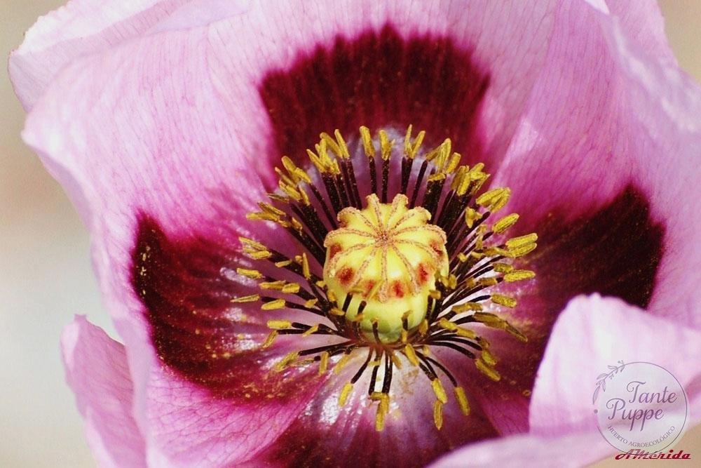 Amapola de Troya