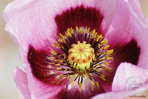 Amapola de Troya
