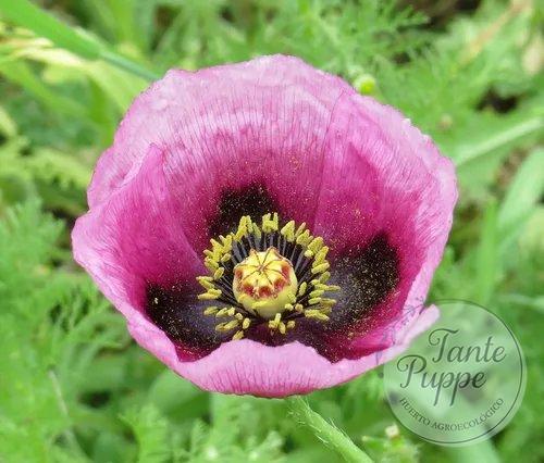 Amapola de Troya