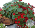 Capuchina roja